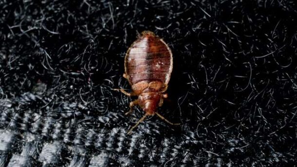 Bed Bug on Clothes