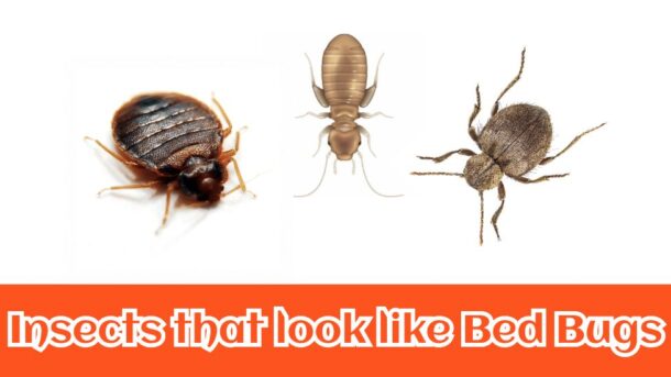Insects that looks like bed bugs