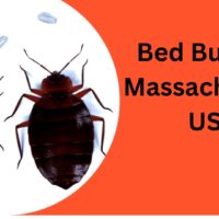 Bed-Bugs-In-Massachusetts-US