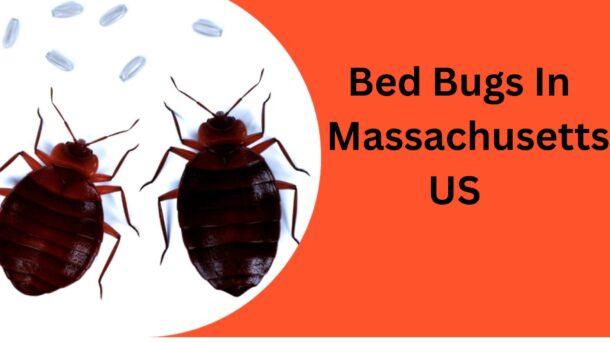 Bed-Bugs-In-Massachusetts-US