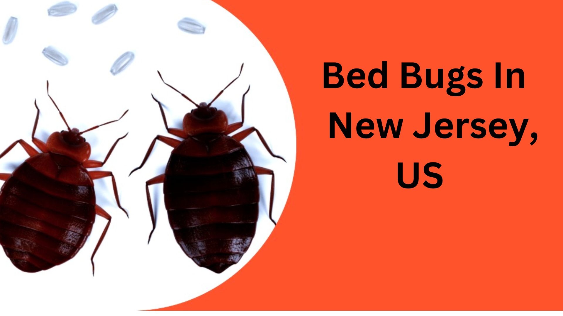 Bed Bugs Hub A Bed Bugs Wiki