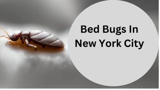 Bed-Bugs-In-New-York-City