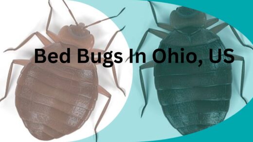 Bed-Bugs-In-Ohio-US