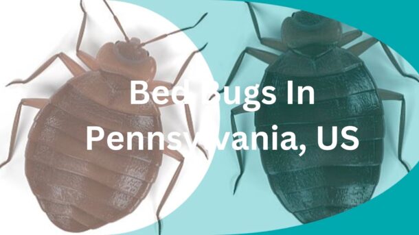 Bed-Bugs-In-Pennsylvania-US