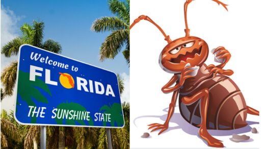 Bedbugs-In-Florida