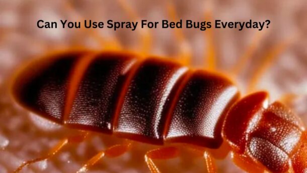 Can-You-Use-Spray-For-Bed-Bugs-Daily