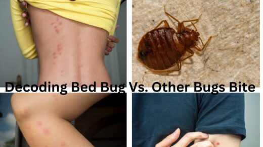 Decoding-Bed-Bugs-Vs-other-Bed-Bug-Bites