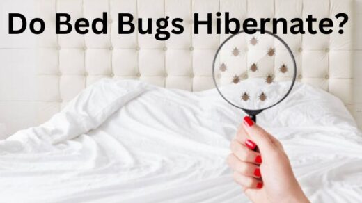 Do-Bed-Bugs-Hibernate