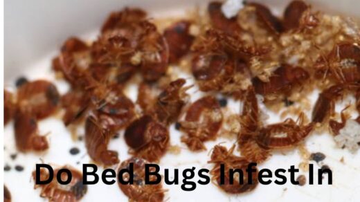Do-Bed-Bugs-Infest-IN-One-Room