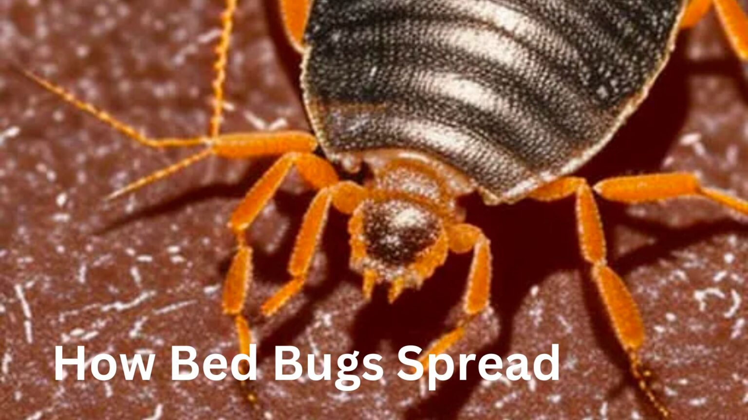 Unwanted Hitchhikers: How Bed Bugs Spread And What You Can Do - Bed ...