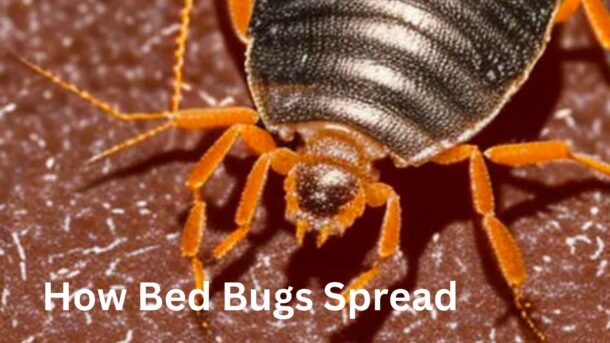How-Bed-Bug-Spread