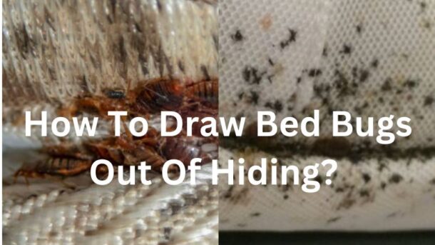 How-to-Draw-Bed-Bugs-Out-Of-Hiding?