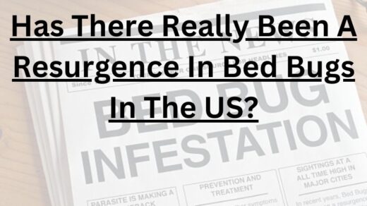 Resurgence-In-Bed-Bugs