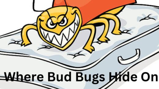 Where-Bed-Bugs-Hide-On-Your-Body?