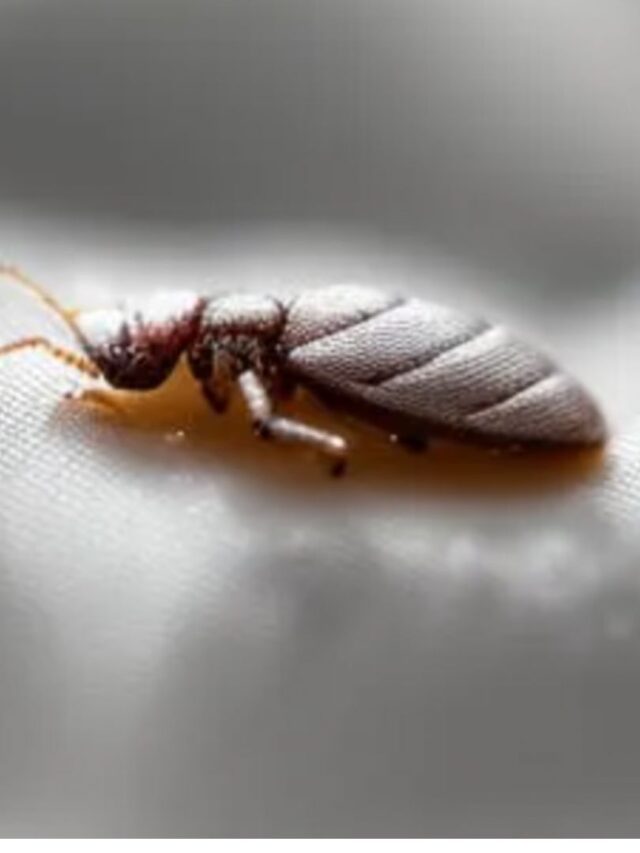 Can You Use Spray For Bed Bugs Every Day?