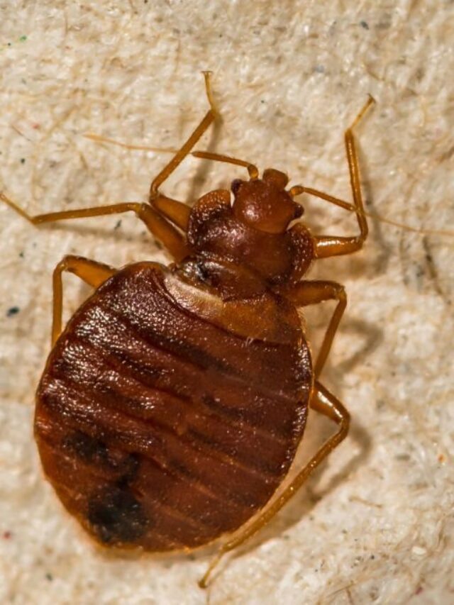 How many days bed bugs can live without food/blood?