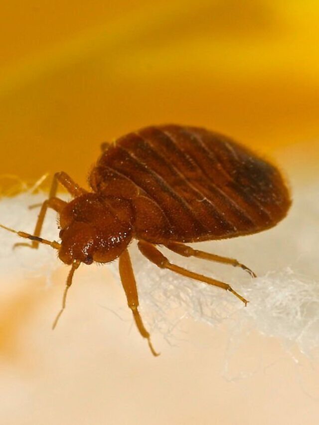 The Truth about Bed Bugs: Do They Infest Only One Room?